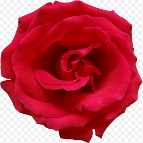Rose Png Flower Beautiful Free Dead Rose No