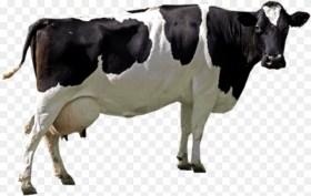 Cow Png Image Cow Png Transparent Png 