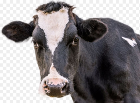 Cow Png Image Black and White Cow Face