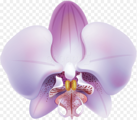 Purple Violet Moth Orchid Symmetry Clip Art Flowering
