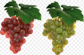 Free Png Download Grapes Png Images Background Png