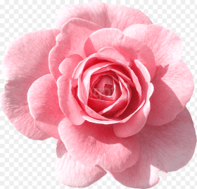 Pink Flower  Background Hd Png