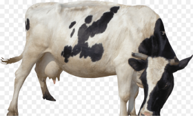 Mobile Cow Milking Machine Hd Png Download