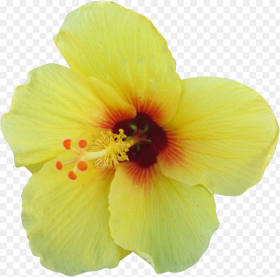 Yellow Hibiscus Png Hawaiian Hibiscus Flower  Background