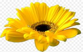Beautiful Flowers Various Pictures Yellow Floral Gif Png