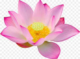 Lotus Lotus Bloem Joy Lotus Flower Png