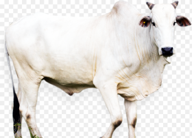 Transparent Animal Nose Png Dairy Cow Png Download