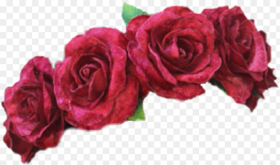 Pink Rose Garden Roses Flower Rose Family Red