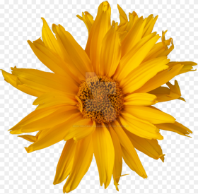Yellow Flower Png Sunflower Transparent Png