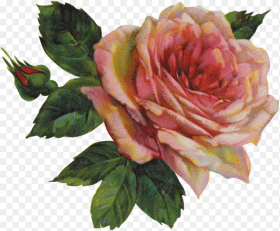 Pink Rose Png Image Bloom Flower Troye Sivan