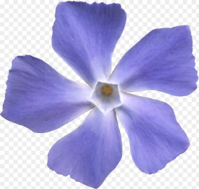 Blue Violet Flower Png