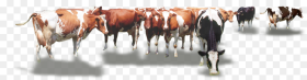 Calf Vector Cow Indian Cow Herd Png Transparent