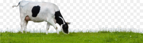 Cow Png Indian Cow Grazing Png Transparent Png