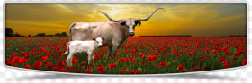 Lutt Longhorns Cows Banner Image Tulip Hd Png