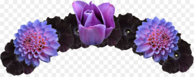 Purple and Black Flower Crown  Png Image