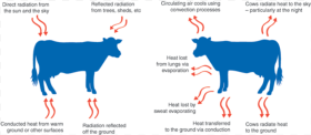 Keeping Cows Cool the Vet Group Hd Png
