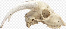 Animal Skull Png Transparent Png