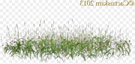 Here Is a Png of Some Wildflowers Grass