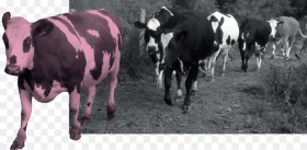 Ahimsa and the Vegan Viewpoint Dairy Cow Hd