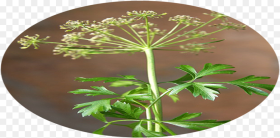 Cow Parsley Hd Png Download