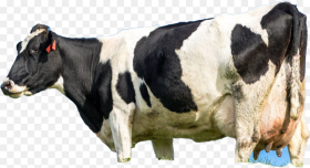 Cow Hd Png Download 