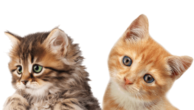  cats png transparent background
