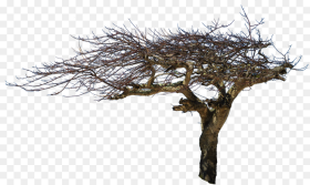 Isolated Tree Natural Wood Atmospheric Creepy Oswald Mtshali