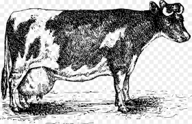 Transparent Dairy Cow Png Cattle Png Download