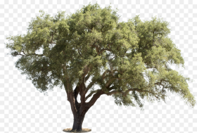 Mediterranean Trees Hd Png Download