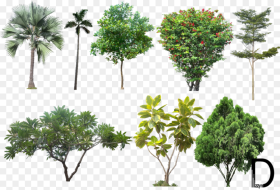 Tree Plant Stem Terrestrial Plant Flowering Plant Arbor