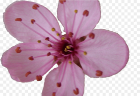 Sakura Blossom Clipart Plum Flower Pencil and In
