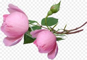Roses Buds Flowers Garden Nature Flower Buds Png