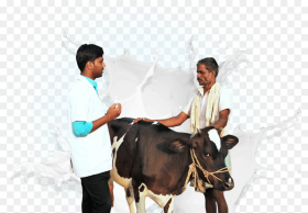 Dairy Cow Png Right Side Image Dairy Farmers