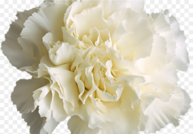 White Flower Crown More Information White Flower
