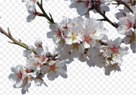 Cherry Blossom Tree Clipart Flower Real Background
