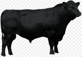 Beef Sires Brahman Cow Vector Png Transparent Png
