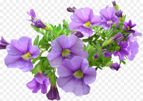 Pot Plant Purple Flowers Purple Flowers Png