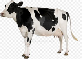 Young on a by Cow With White Background