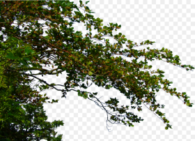 Transparent Tree Without Leaves Clipart Tree Leaves Branches