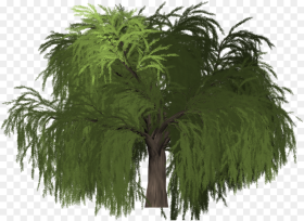 Transparent Willow Tree Png Roystonea Png Download