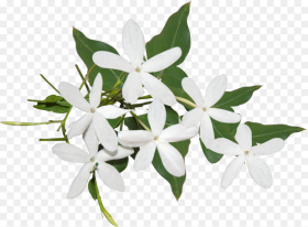 Best Jasmine Flower Png Ideas  Background Jasmine