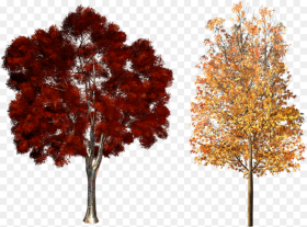 Clipart Fall Deciduous Tree Fall Trees Png Transparent