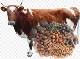 Cow Feed Png Transparent Png