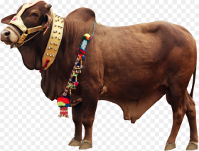 Qurbani Cow Png File Png Download Qurbani Background