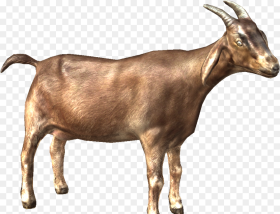 Cow Goat Image Png Transparent Png
