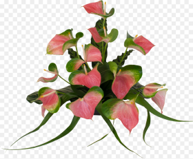 Anthurium Flower Real Pink Png Clipart Png