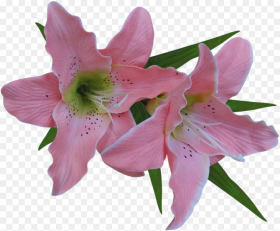 Easter Lily Png Lily Flower  Background