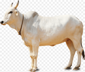 Indian Cow Png Transparent Png