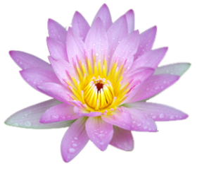 lotus flower PNG