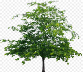 Best Tree Clipart Png Format Png Flower